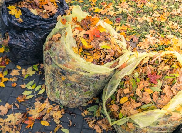 Cost of Yard Cleanup Service in Redmond