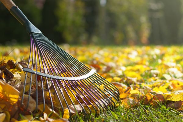 Cost of Leaf Raking Service in Redmond