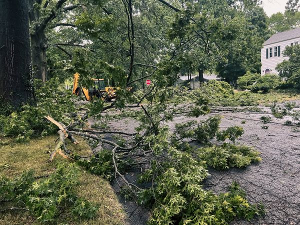 Cost of Tree Branch Disposal in Redmond