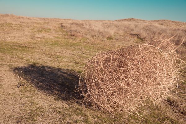 Cost of Tumbleweed Removal in Redmond
