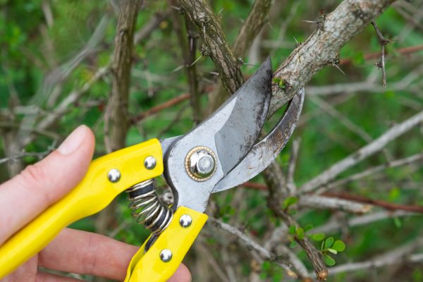 Cost of Limbs Removal in Redmond