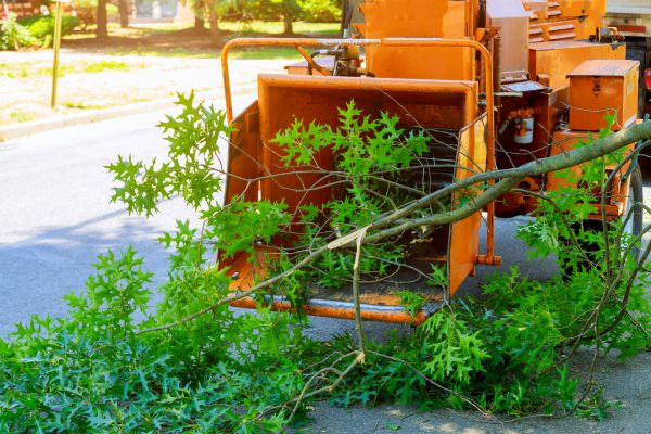 Cost of Tree Branches Removal in Redmond