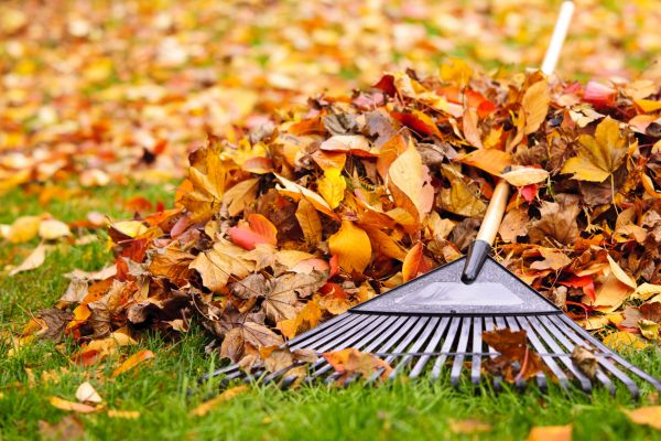 Fall Clean Up