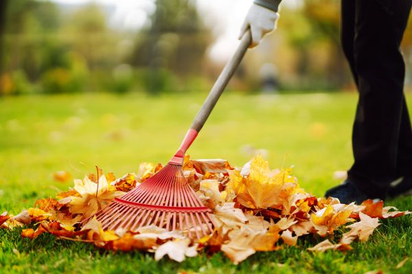 Cost of Ditch Leaf Removal in Redmond