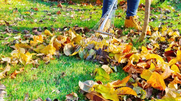 Cost of Lawn Cleanup Service in Redmond