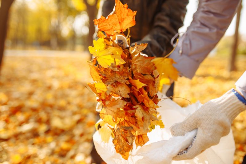 Autumn Leaf Removal