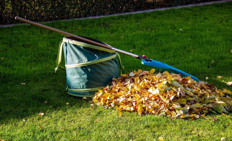 Collected Leaves in Bins
